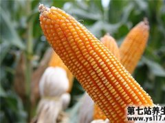 玉米的营养代价 玉米富含7种“抗衰剂”