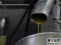 山茶油的功能与浸染 保健美容的保健油