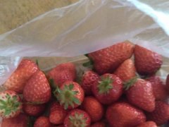 怎样科学巧吃、巧洗生果之草莓篇