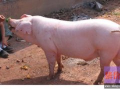 精良猪品种-长白猪，长白猪的特点