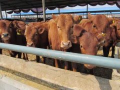 2020肉牛价值多少钱？
