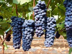 2020夏黑葡萄价值多少钱一斤