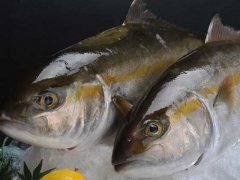 2020年鲢鱼价值多少钱一斤？