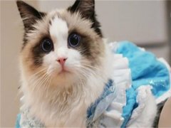 市场上纯种布偶猫多少钱一只