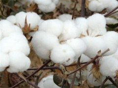 2020年棉花价值多少钱一斤
