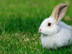 今年2018年兔子养殖远景及市场价值