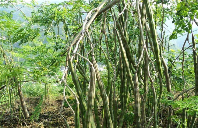 辣木籽是辣木树的种子,来历于印度,非洲地方漫衍最多,首要栽培在热带