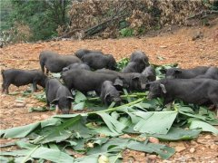 秋季养10头香猪一年能赚多少钱