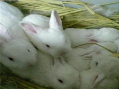 2020年关于兔子价格多少钱一斤