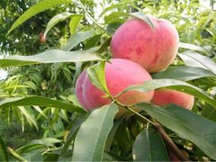 新冠肺炎下10亩桃树一年利润多少
