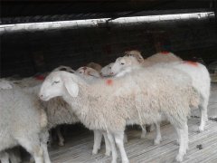 秋季养10只母羊一年的利润