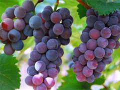 今年疫情会有影响吗?种植10亩葡萄前期投资