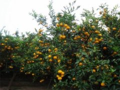 冬天如何解决柑橘大小年