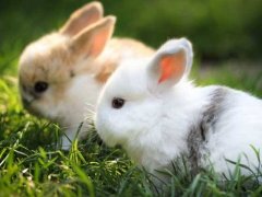 兔子养殖的注意事项