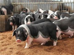 非瘟背景下，猪场是接产还是不接产呢？