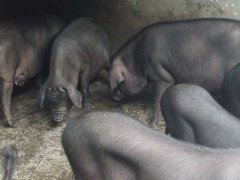 莆田黑猪养殖技术