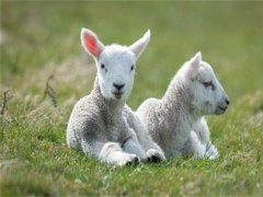 初生的羊羔如何饲养