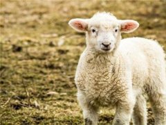 饲养小羊的注意事项