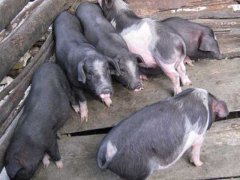 关岭猪高效养殖技术