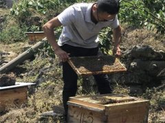中蜂如何快速繁殖 为什么回家搞养殖都亏了