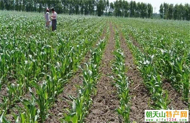 玉米低温障碍防治行动