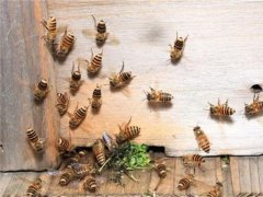 意蜂和中蜂可以一起养吗 跟着正确的人做正确的事