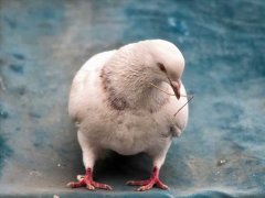 鸽子胚胎死亡率较高的原因 是不是这样的？