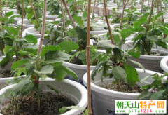 盆栽蔬菜的种植技术 哪些菜可以盆栽种植