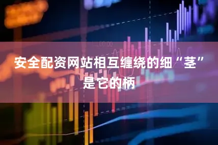 安全配资网站相互缠绕的细“茎”是它的柄